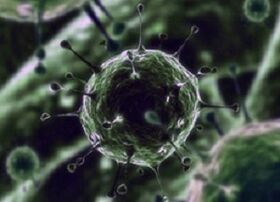 Micro-organismes bactériens comme cause de prostatite