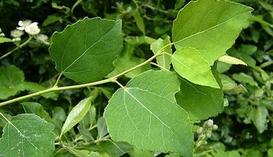 Aspen pour le traitement de la prostatite chronique