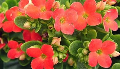 Kalanchoe pour le traitement de la prostatite chronique