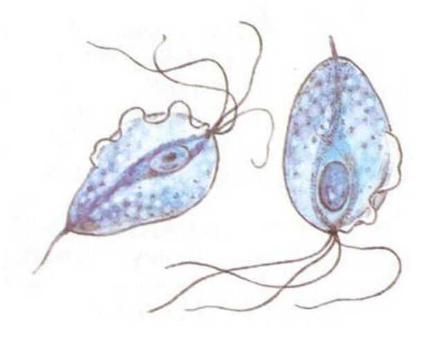 Trichomonas agents responsables de la prostatite